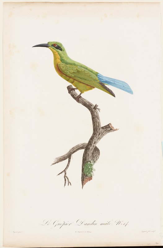 No. 14.  Le Guepier Daudin male., François Levaillant, 1806