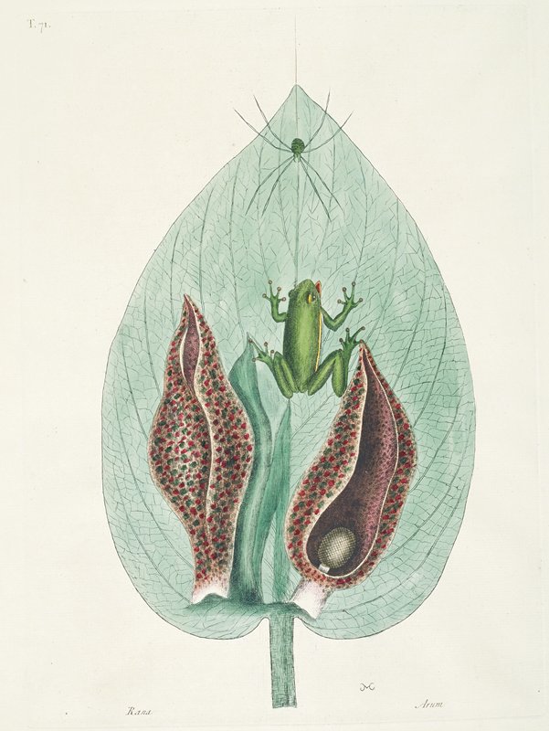 Greater and Lesser Humming Birds from Surinam, George Edwards, 1743