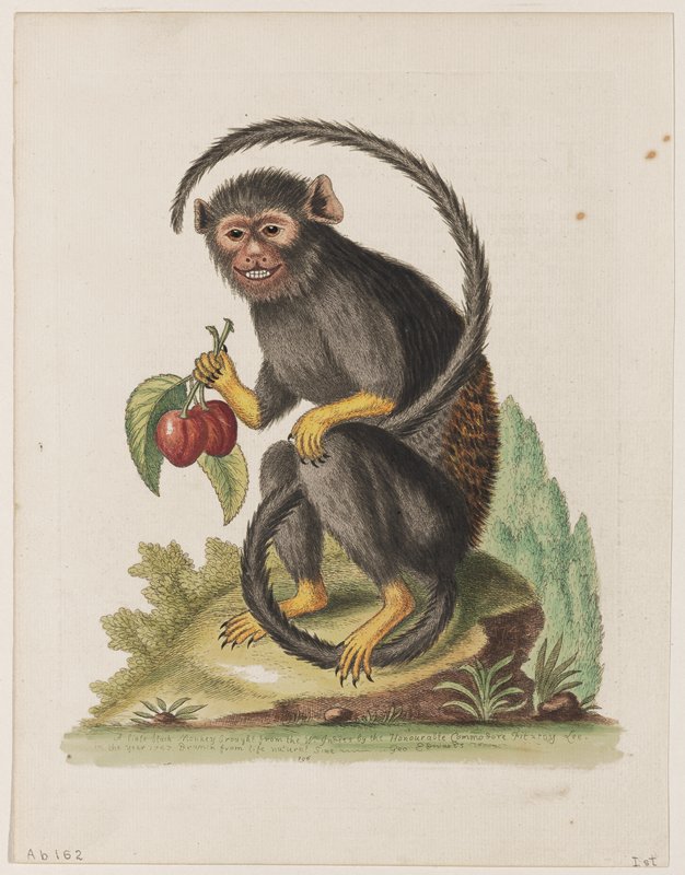 The Little Black Monkey Brought from the West Indies by the Honourable Commodore Fitzroy Lee in the Year 1747. Drawn from Life Natural Size., George Edwards, 1751