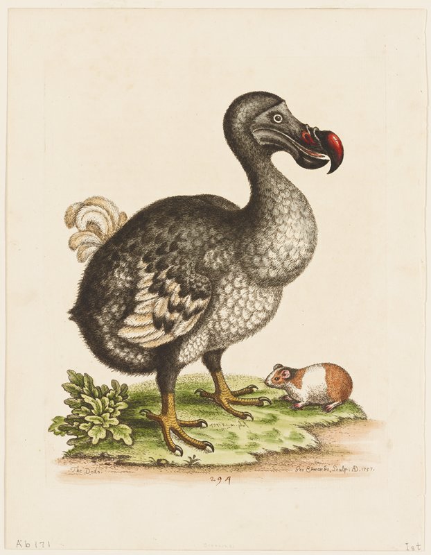 The Dodo and the Guinea Pig, George Edwards, 1757