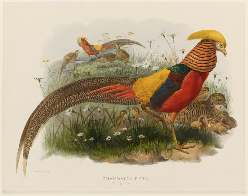Thaumalea Picta (Golden Pheasant), Daniel Giraud Elliot, 1870–72