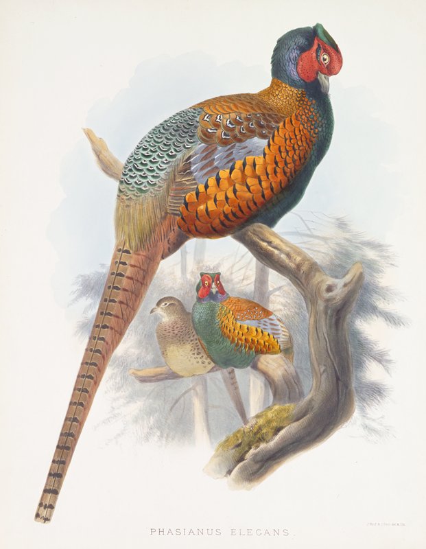 Phasianus Elegans (Elegant Pheasant), Daniel Giraud Elliot, 1870–72