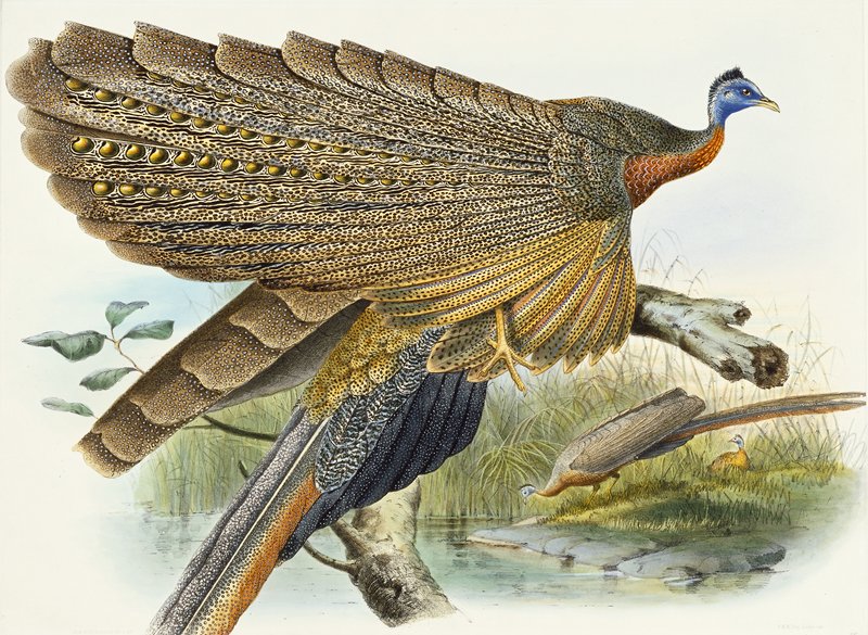 Phadianidae.  Argusianus Grayli, Daniel Giraud Elliot, 1870–72