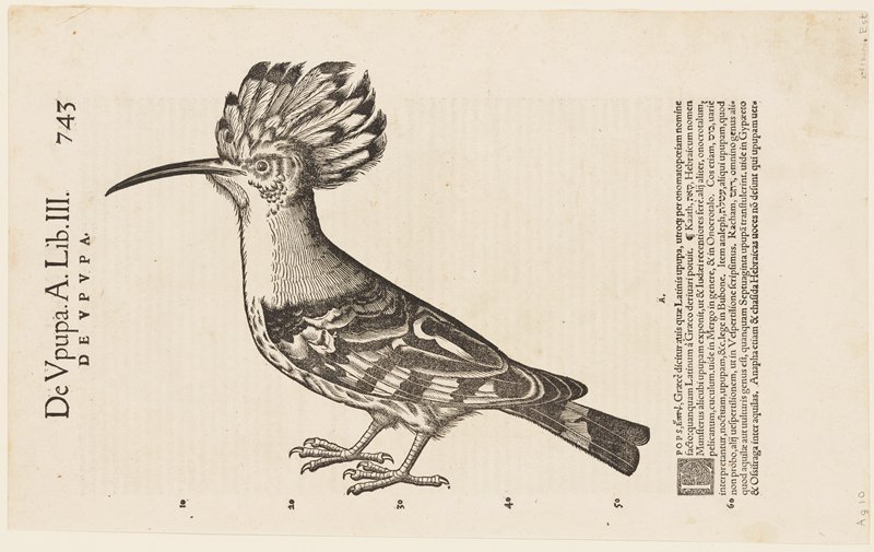 Hoopoe Bird.  De Upupa. A. Lib. III, Page 743, Conrad Gesner, 1551–87