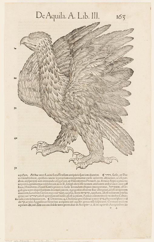Bird Print.  De Aquila.  A. Lib. III. 163, Conrad Gesner, 1551–87