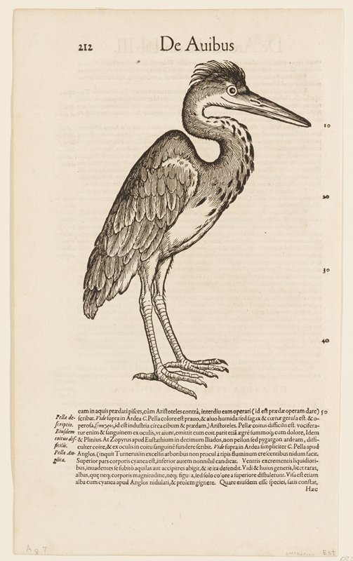 De Avibus.  Page 212, Conrad Gesner, 1551–87