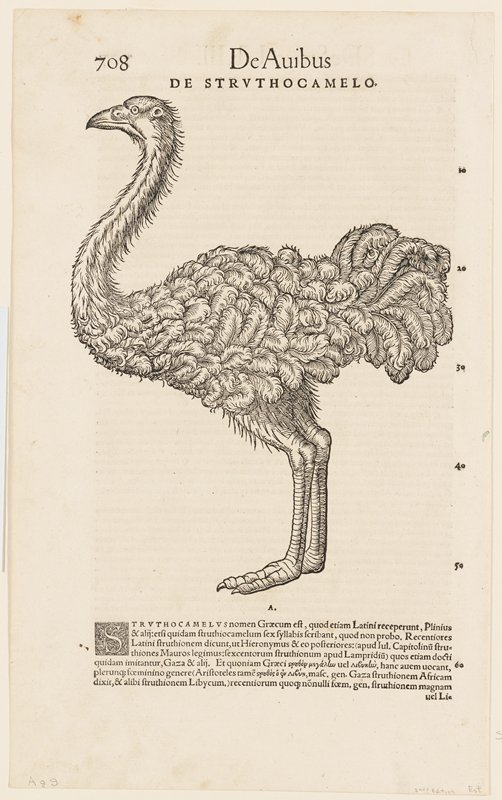 Ostrich.  De Avibus, De Struthocamelo.  Page 708, Conrad Gesner, 1551–87