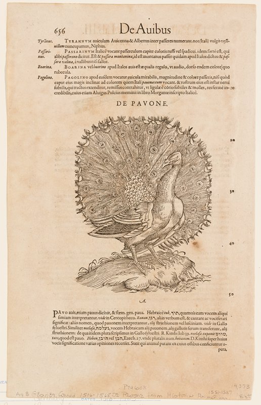 Peacock.  De Avibus, De Pavone.  Page 656, Conrad Gesner, 1551–87