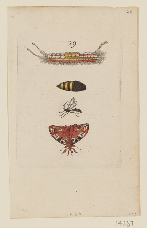 Plate 29, Johannes Goedart, 1662