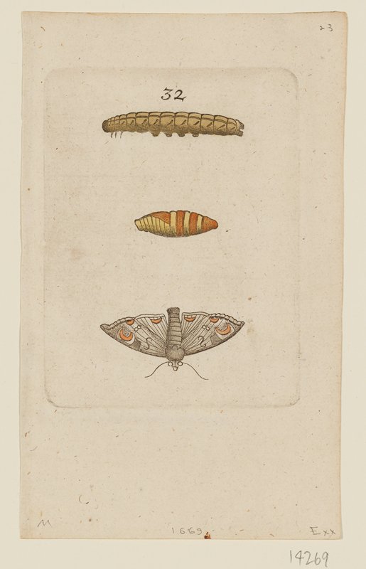 Plate 32, Johannes Goedart, 1662