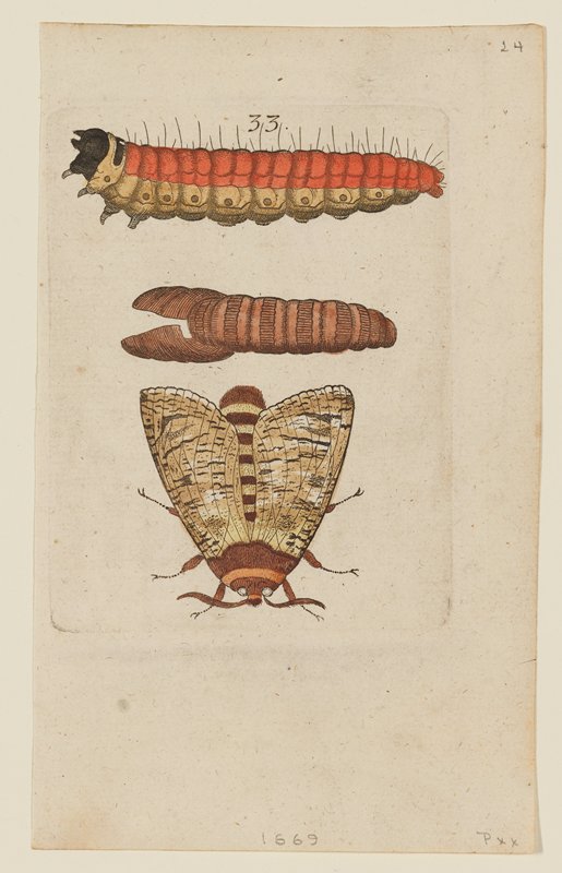 Plate 33, Johannes Goedart, 1662