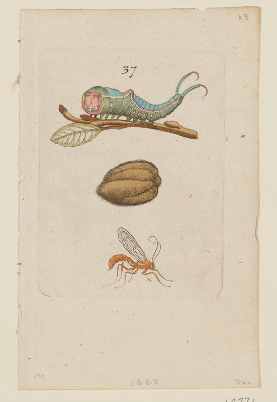 Plate 37, Johannes Goedart, 1662