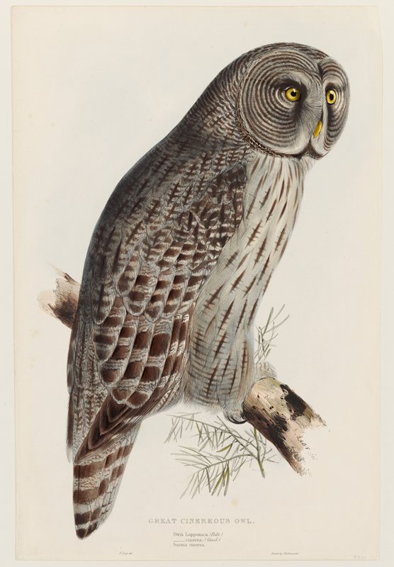 Great Cinereous Owl, Edward Lear, 1832–37