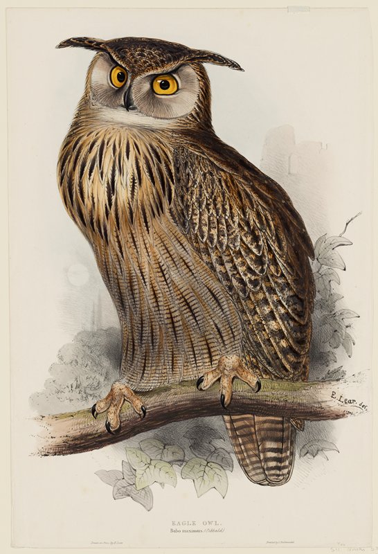 Eagle Owl.  Bubo maximus, Edward Lear, 1832–37