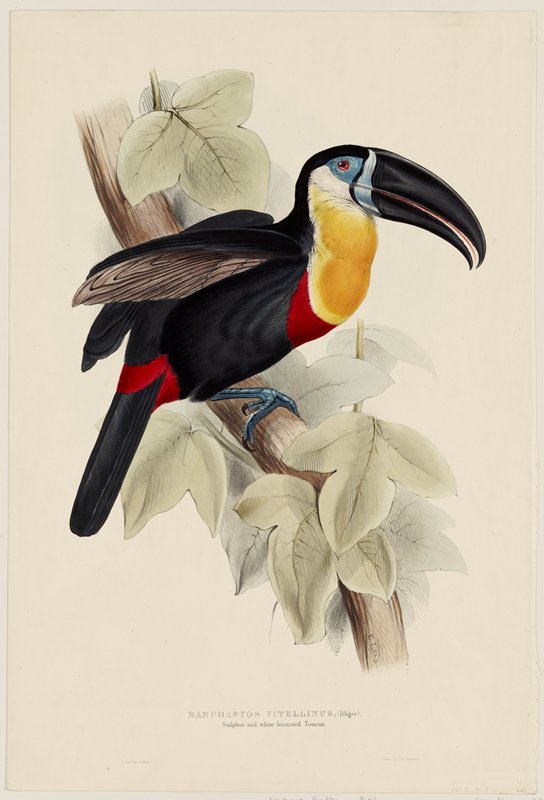 Ramphastos Vitellinus (Illiger), Edward Lear, 1833–35