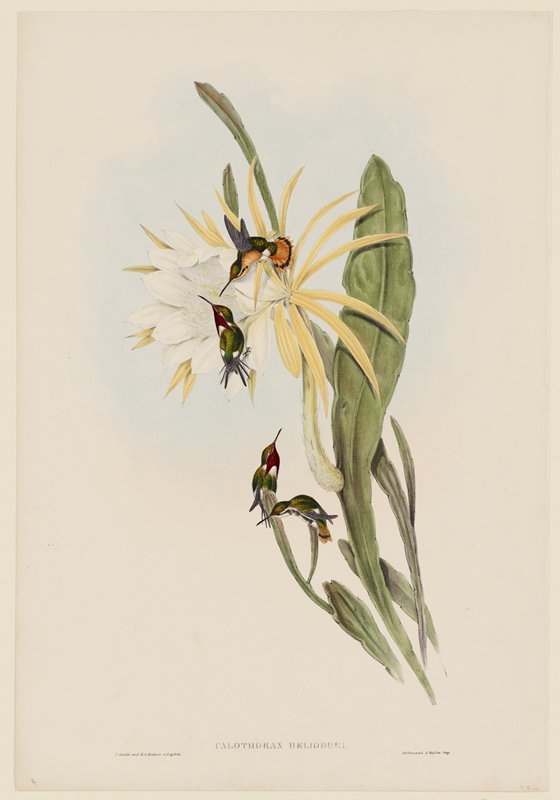 Plate 147, Vol. III.  Calothorax Heliodori., John Gould, 1849–87