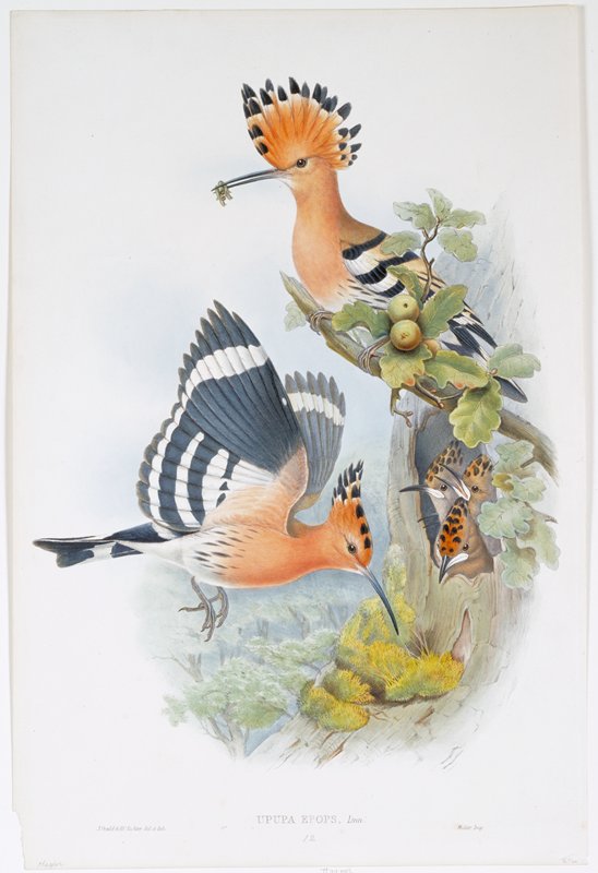 Plate 263, Vol. IV.  Heliomaster Angelae., John Gould, 1849–87