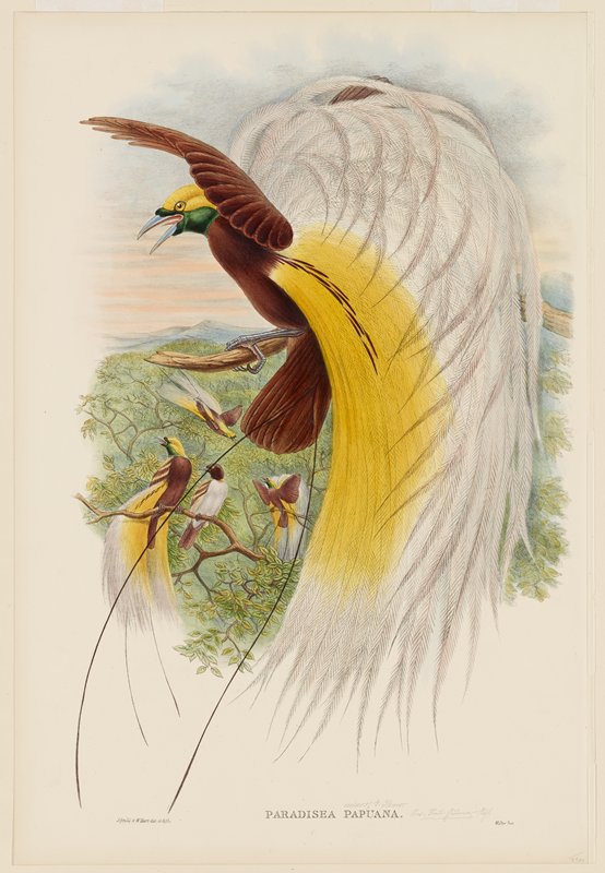 Paradisea Papuana (Papuana Bird of Paradise), John Gould, 1875–88