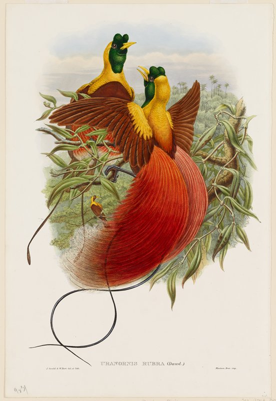 Plate 28, Vol. II.  Uranornis Rubra (Daud), John Gould, 1891–98