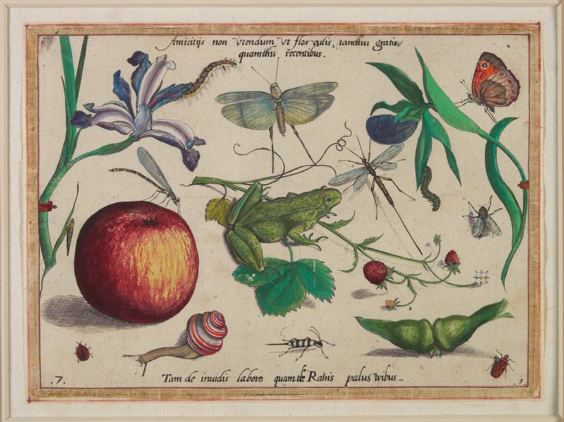 Amicitijs non utendum ut flosculis, tamdiu gratis, quamidu recentibus, Jacob Hoefnagel, 1592