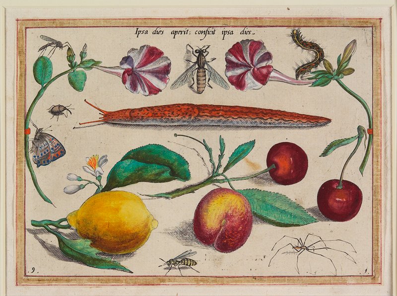 Ipsa dies aperit: conficit ipsa dies, Jacob Hoefnagel, 1592