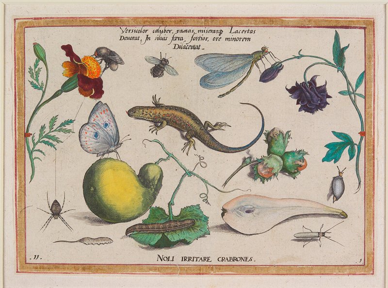 Versicolor coluber, ranas, miserasp Lacertas Deuorat, In siluis ferra fortior, ore minorem Dilacerat, Jacob Hoefnagel, 1592