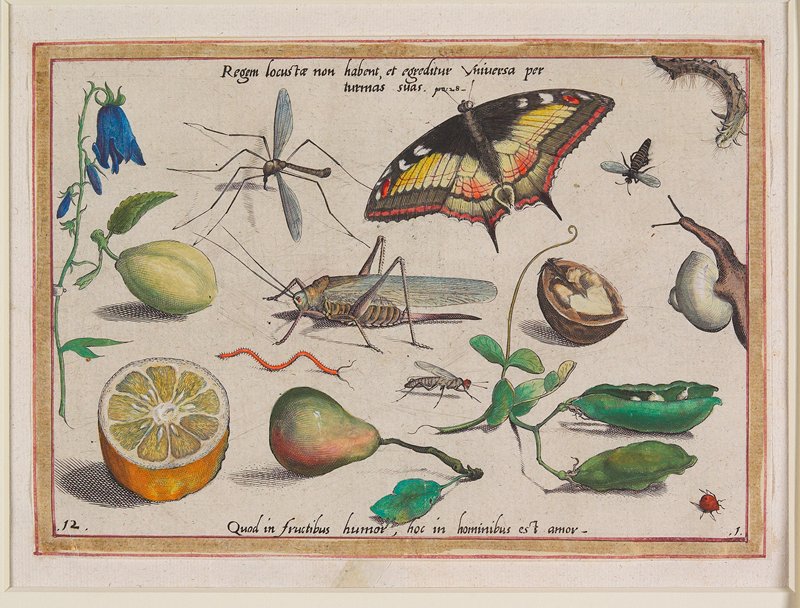 Regum locustae non habent, et egreditur Universa par turmas suas.  pra: 28, Jacob Hoefnagel, 1592