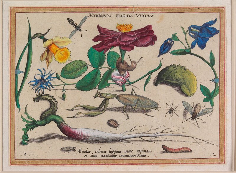 Aeternum Florida Virtus, Jacob Hoefnagel, 1592