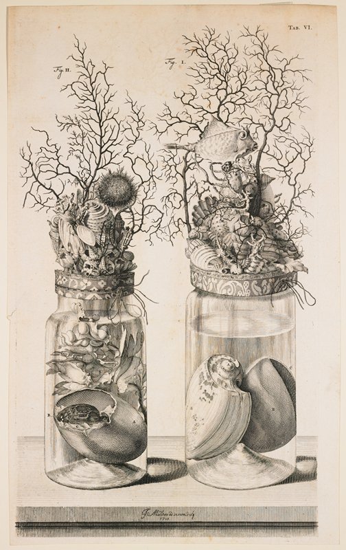 Tab. VI.  Fig. I, II., from Thesaurus Animalium, Friedrich Ruysch, 1710