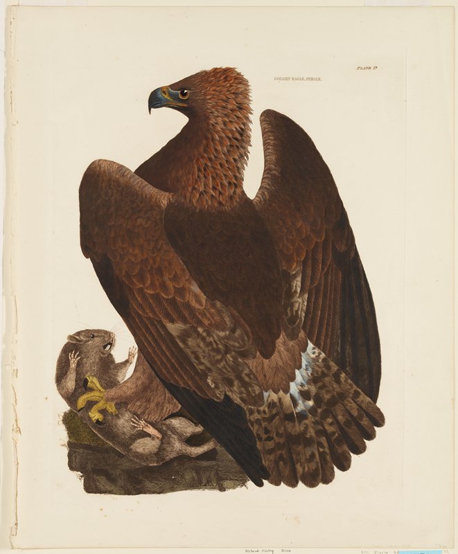 Golden Eagle, Female.  Plate I., Prideaux John Selby, 1821–34