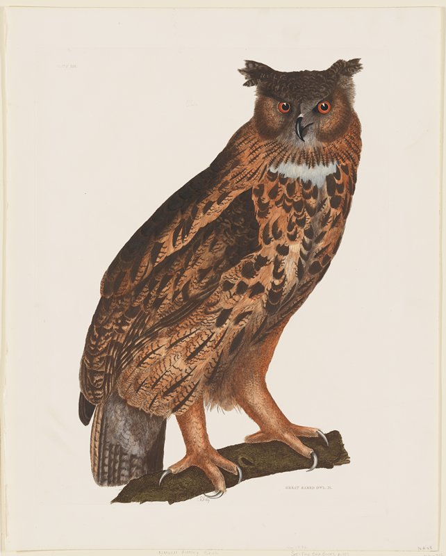 Great Eared Owl, from Illustrations of British Ornithology, Edinburgh, Prideaux John Selby, 1821–34
