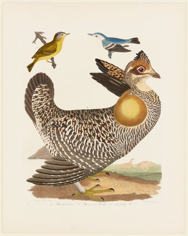Birds 27.  1. Pinnated Grous.  2. Blue-green Warbler.  3. Nashville W., Alexander Wilson, 1808–14