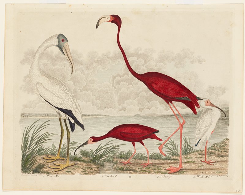 Birds 66.  1. Wood Ibis.  2. Scarlet I.  3. White Ibis.  4. Flamingo., Alexander Wilson, 1808–14
