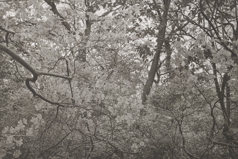 Tokyo, Lee Friedlander, 1979