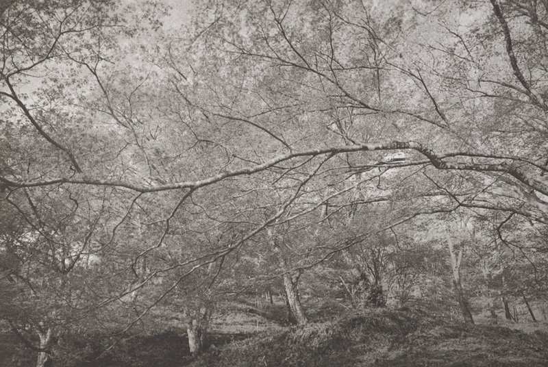 Yoshino, Lee Friedlander, 1984