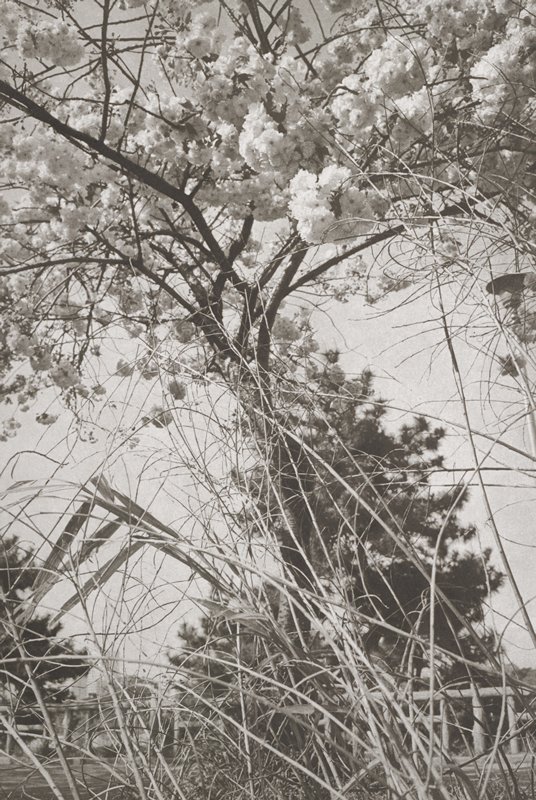 Tokyo, Lee Friedlander, 1979