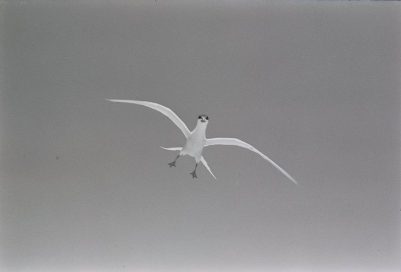 Untitled, B. A. King, 1969
