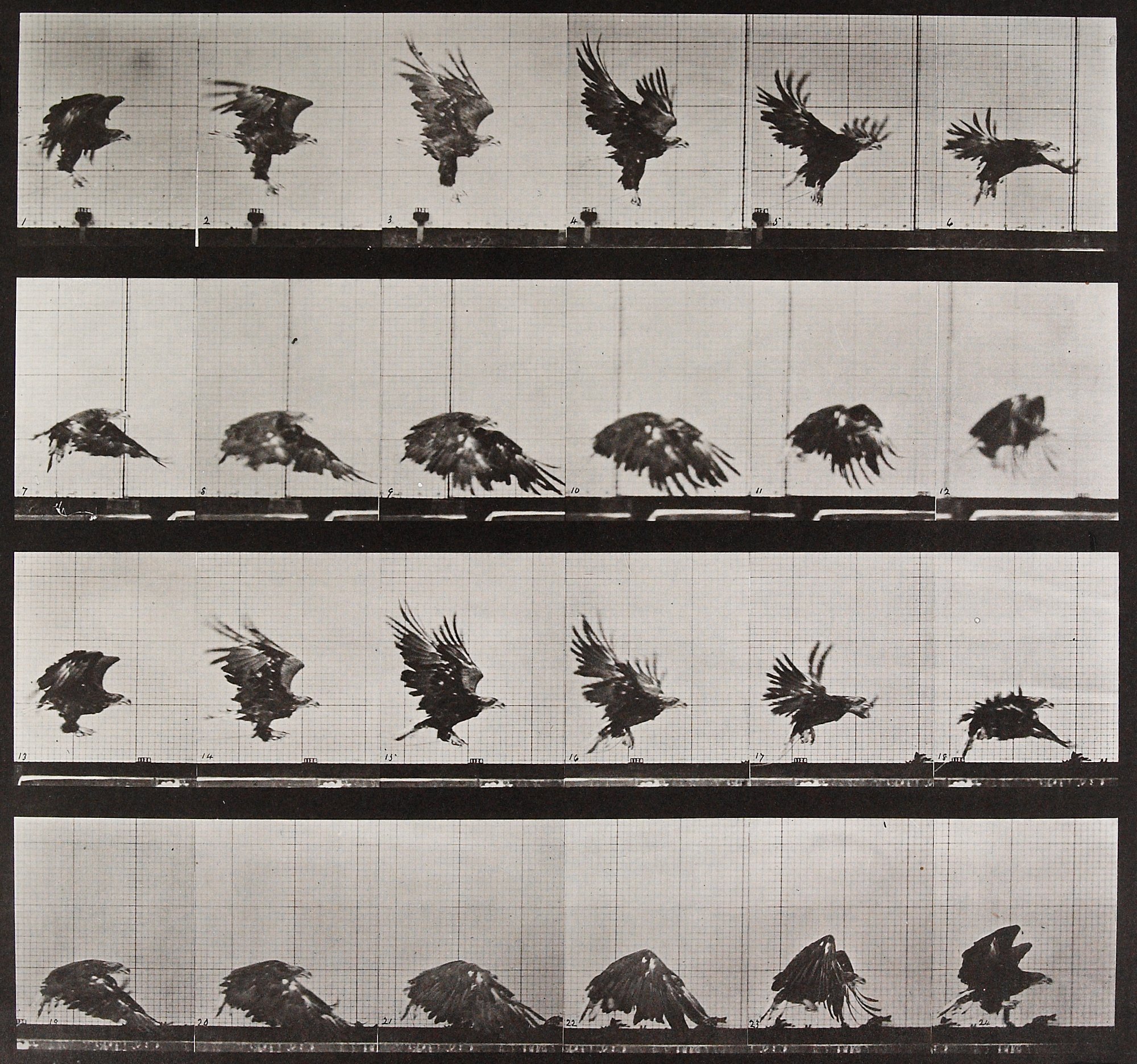 Animal Locomotion Plate 730, Eadweard Muybridge; Publisher