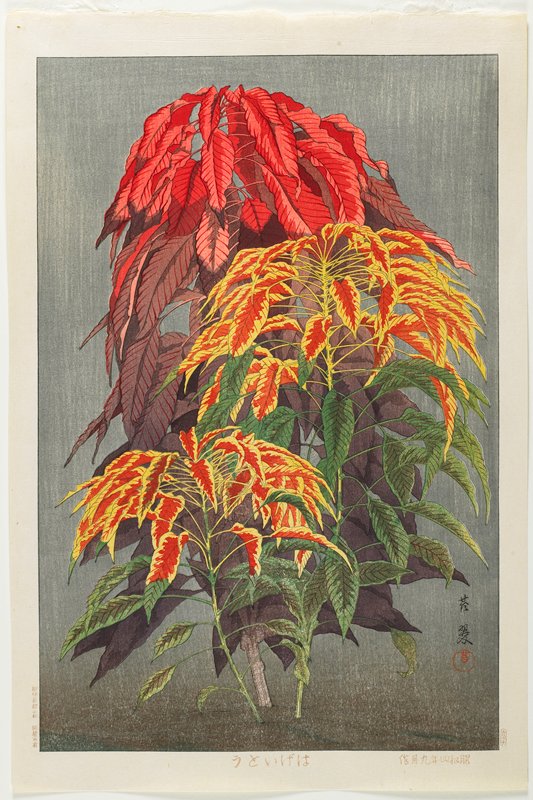 Amaranthus tricolor, Inuzuka Taisui, September 1929