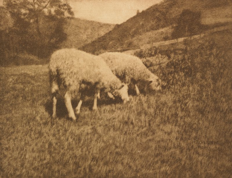 Sheep, Hans Watzek, January 1906