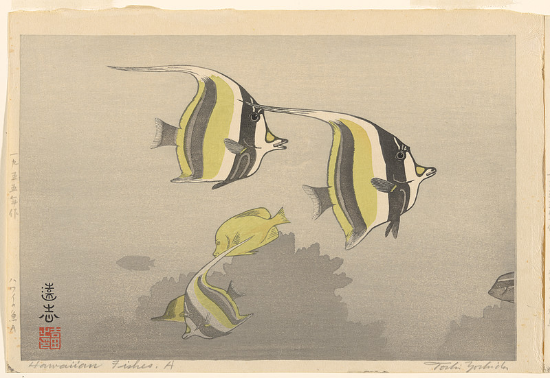 Hawaiian Fishes A, Yoshida Tōshi, 1955