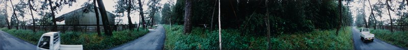 Goyu: Cryptomeria on the Old Road, Edward A. Foster, 1991