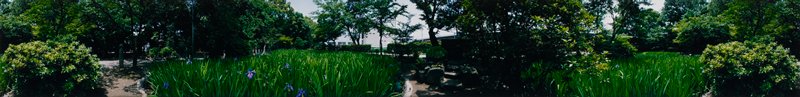 Chiriyu: Iris Garden at a Temple, Edward A. Foster, 1991