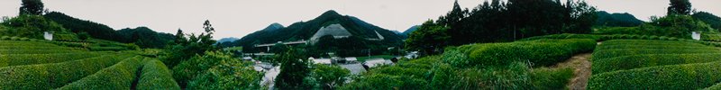 Sakanoshita: Tea Fields Above Village, Edward A. Foster, 1991