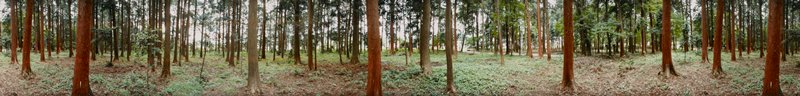 Tsuchiyama: Cedars near Tamura River, Edward A. Foster, 1991