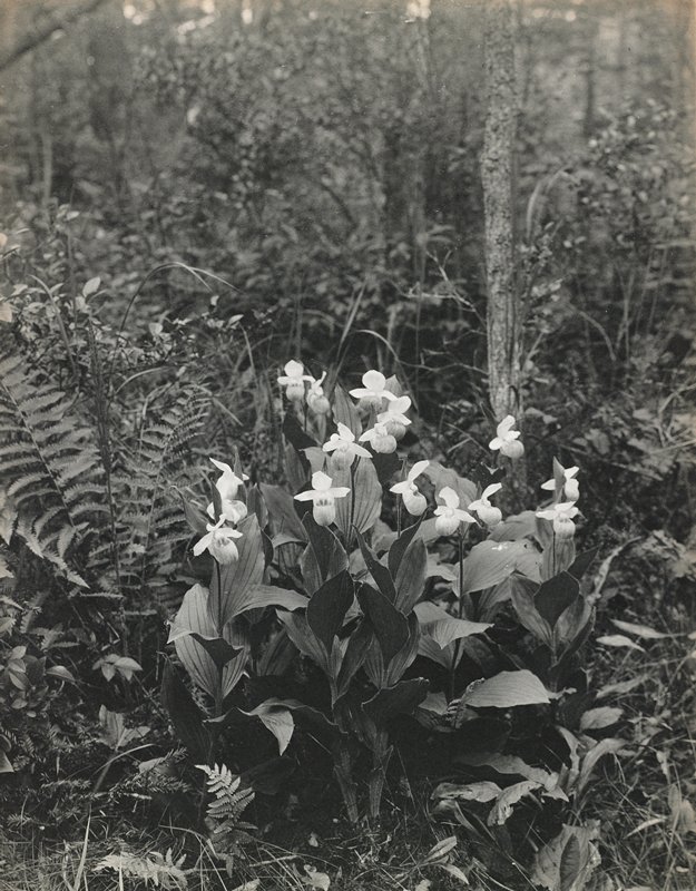 Cypripedium reginae in swamp- An Orchid in habitat, #1 from Orchids of the North Eastern United States, Edwin Hale Lincoln, 1931