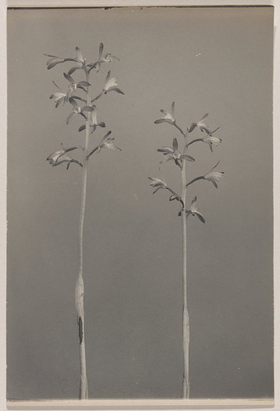 Aplectrum hyemale- Putty Root, Adam-and-Eve, #3 from Orchids of the North Eastern United States, Edwin Hale Lincoln, 1931