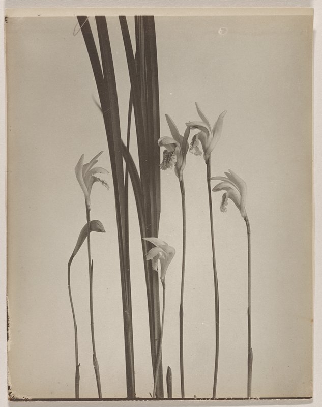 Arethusa bulbosa- Arethusa Wild Pink, #4 from Orchids of the North Eastern United States, Edwin Hale Lincoln, 1931