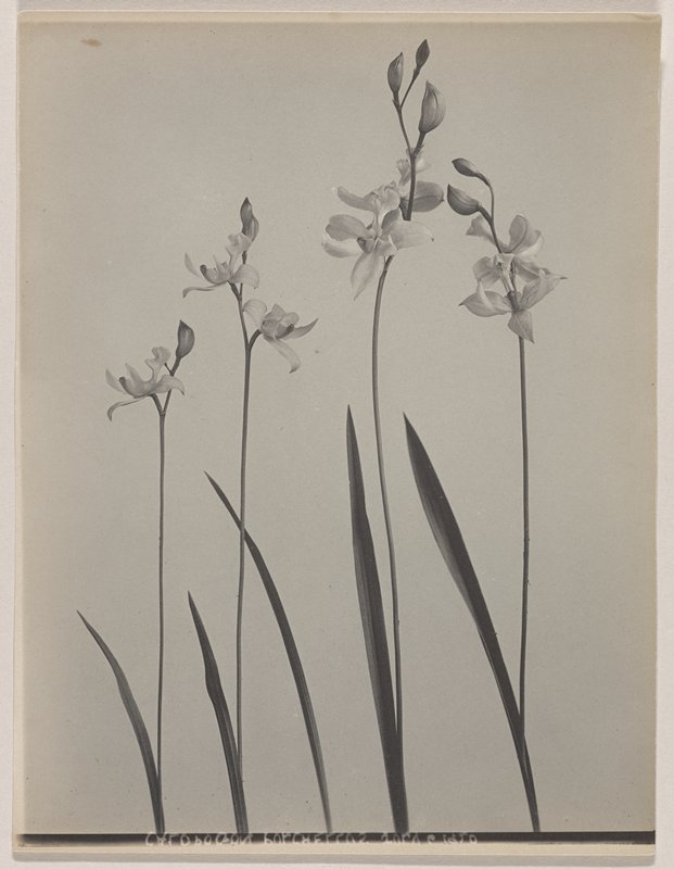 Calopogon pulchellus- Calopogon, Grass Pink, #5 from Orchids of the North Eastern United States, Edwin Hale Lincoln, 1931
