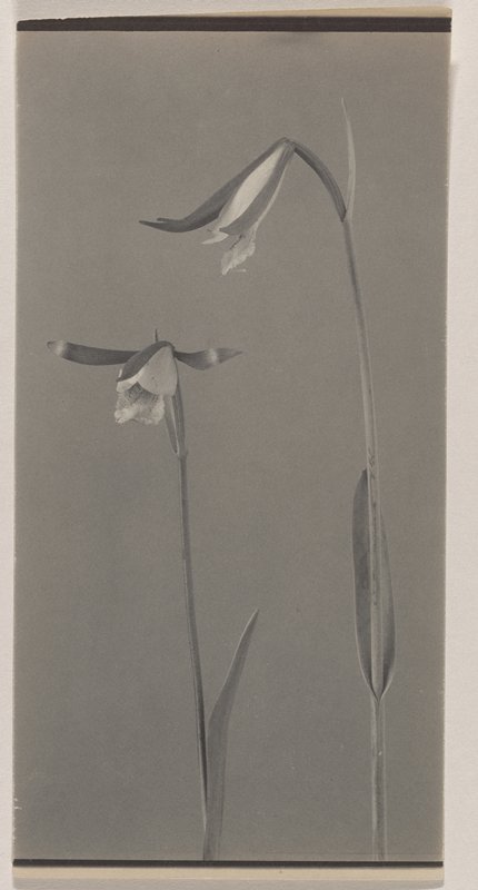 Cleistes divaricata- Spreading Pogonia, #7 from Orchids of the North Eastern United States, Edwin Hale Lincoln, 1931